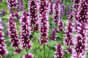 Agastache