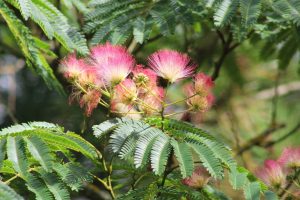 Albizia