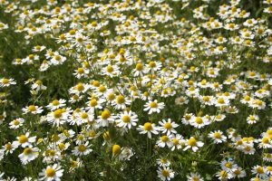 Anthemis