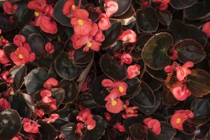 Begonia
