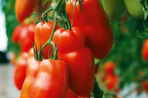 Bellandine allongée sans pépin