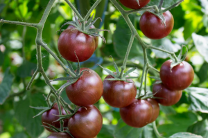 Black Cherry Tomate
