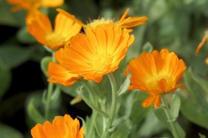 Calendula