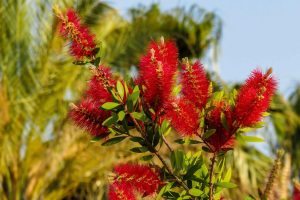 Callistemon