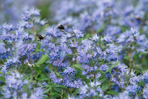 Caryopteris