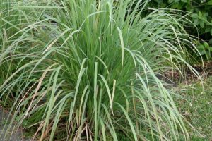 Citronnelle de Madagascar