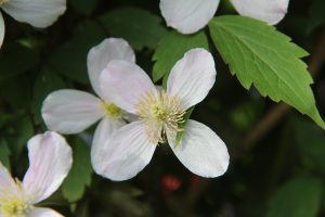 Clématite