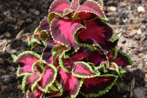 Coleus