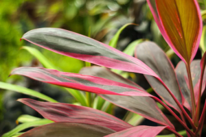 Cordyline