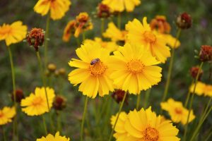 Coreopsis