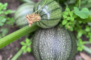 Courgette Boldenice