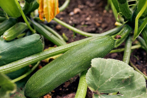 Courgette Cora