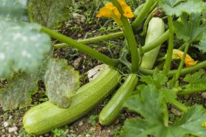 Courgette Lorea
