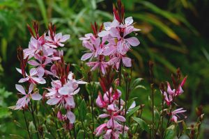 Gaura