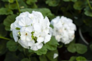 Geranium zonal Pelargonium Zonale