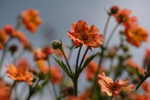 Geum