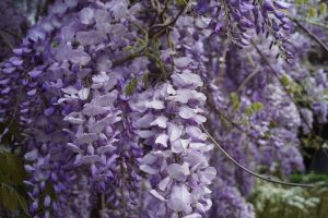 Glycine
