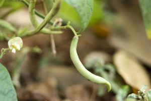 Haricot vert