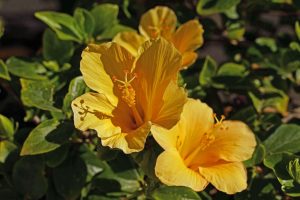 Hibiscus d'extérieur