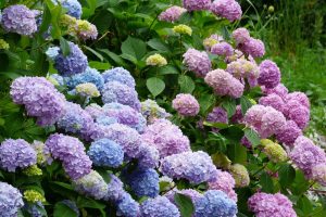 Hortensia
