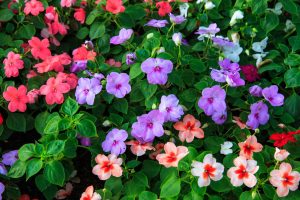 Impatiens