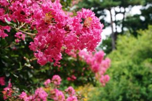 Lagerstroemia