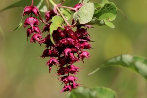 Leycesteria