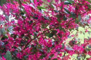 Loropetalum