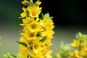 Lysimachia