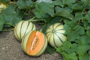 Melon