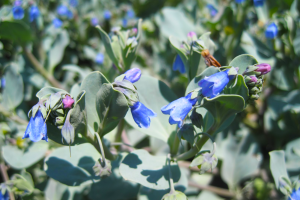 Mertensia maritima