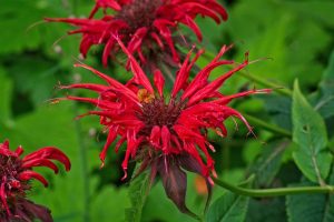 Monarde