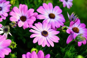 Osteospermum