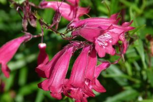 Penstemon