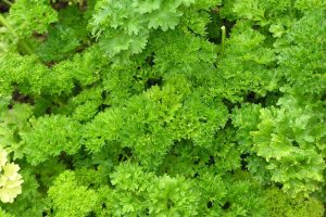 Persil frisé
