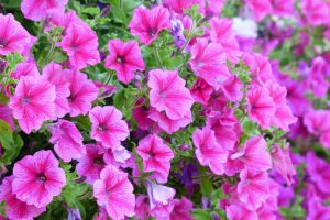 Petunia retombant