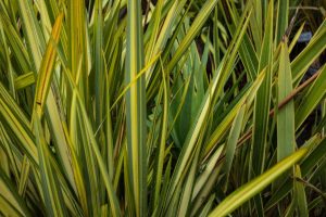 Phormium