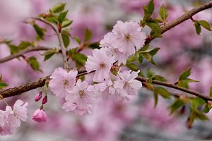 Prunus