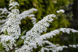 Spirea