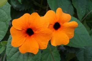 Thunbergia