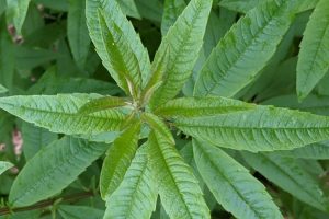 Verveine citronnelle