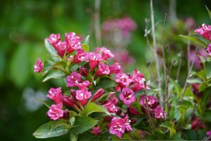 Weigelia