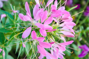 cleome